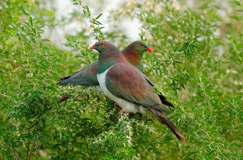 New Zealand Pigeon