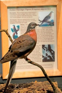 Passenger pigeon