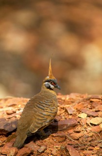 Spinifex Pigeon