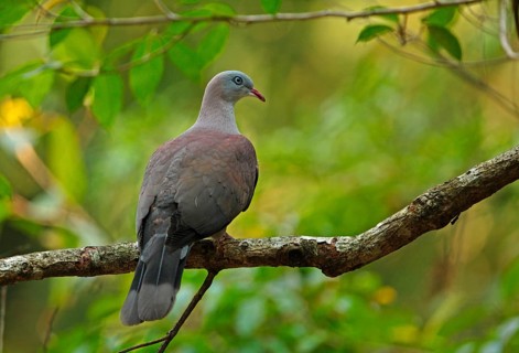 Mountain Imperial-pigeon