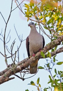 Mountain Imperial-pigeon