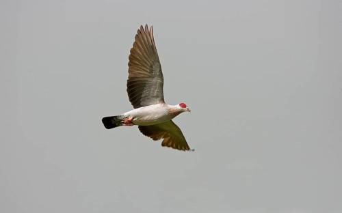 Guinea pigeon