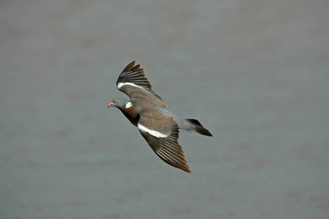 Wood Pigeon