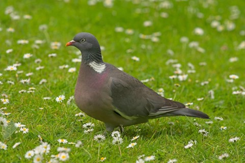 Wood Pigeon
