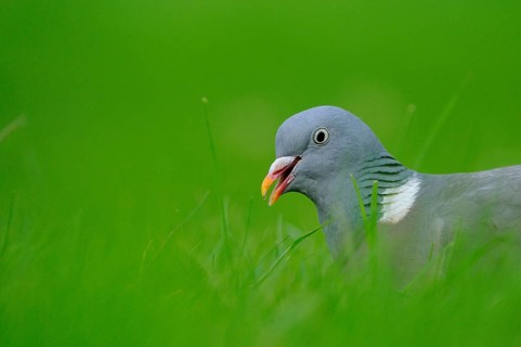 Wood Pigeon