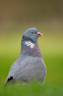 Wood Pigeon