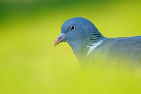 Wood Pigeon