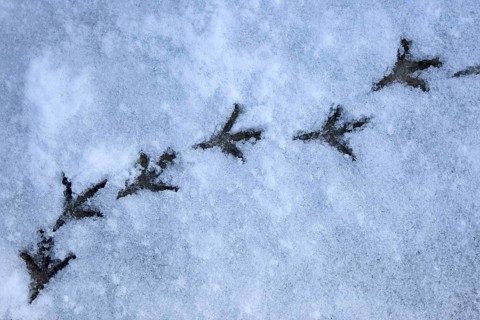 Wood Pigeon