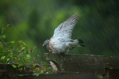 Wood Pigeon