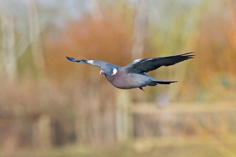Wood Pigeon