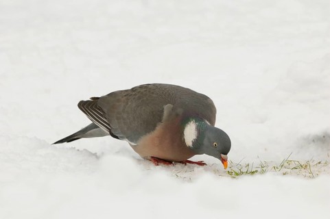 Wood Pigeon