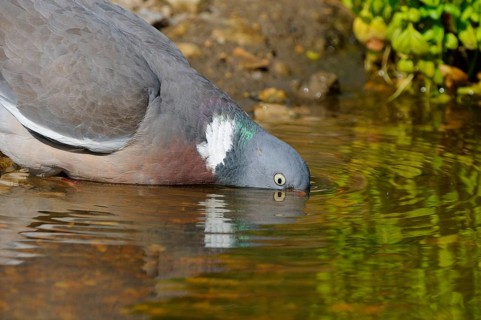 Wood Pigeon