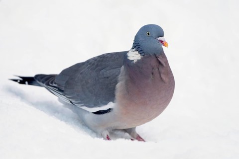 Wood Pigeon