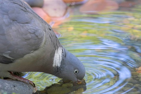 Wood Pigeon