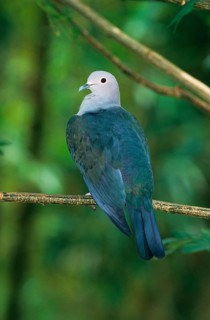 Green imperial pigeon