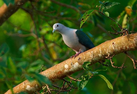Green imperial pigeon