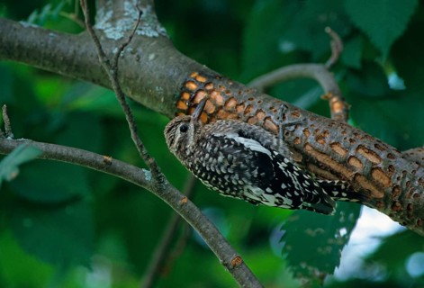 Yellow-bellied Sapsucker