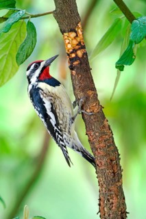 Yellow-bellied Sapsucker