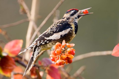 Yellow-bellied Sapsucker