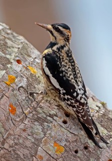 Yellow-bellied Sapsucker