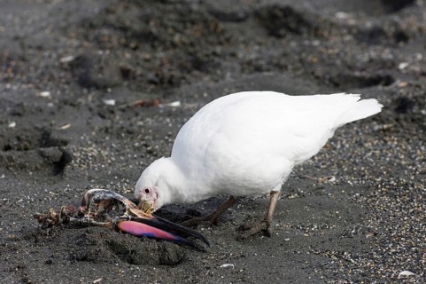 White-faced sheathbill