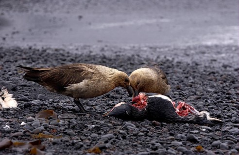 Stercorarius antarctica