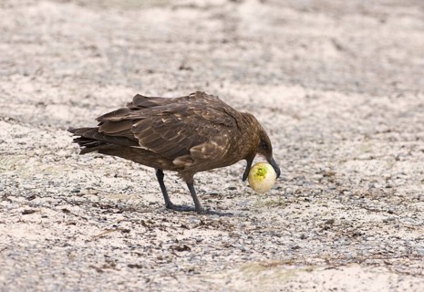 Brown skua