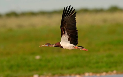 Ciconia abdimi