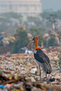 Greater Adjutant