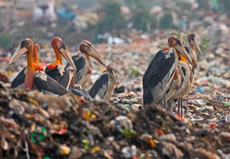 Greater Adjutant