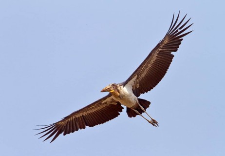 Greater adjutant