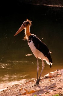 Adult Lesser Spotted Eagle Stork