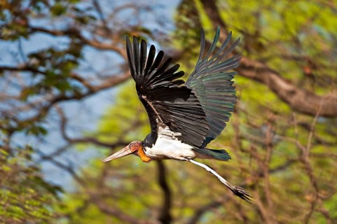 Malayan Stork