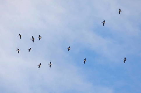 Black stork