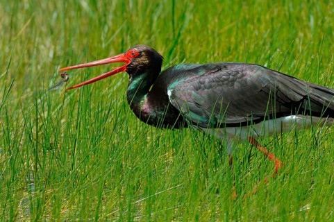 Black Stork
