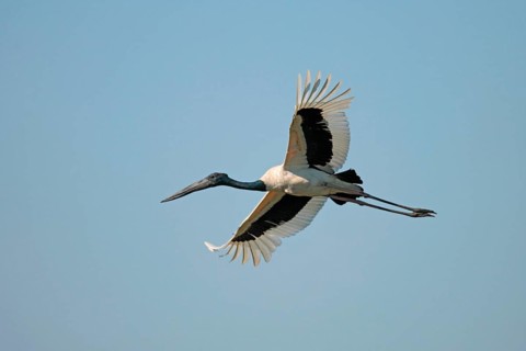 Black-necked Stork