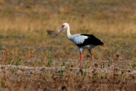 Maguari stork