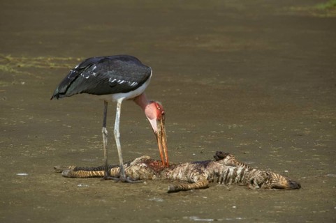 Marabou stork