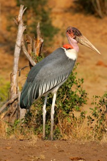 Marabou stork