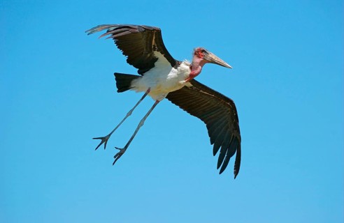 Marabou stork