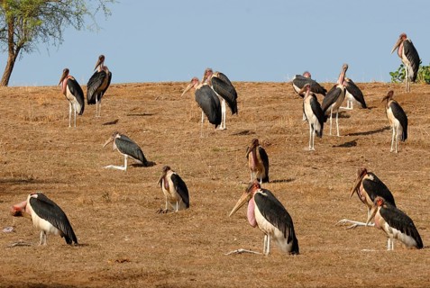 Marabou Stork