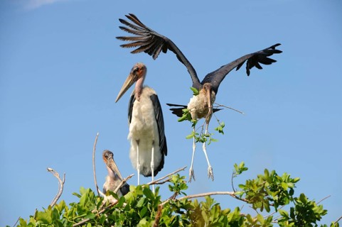 Adult marabou stork