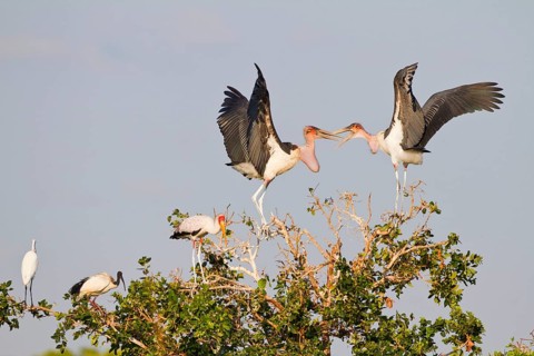 Adult marabou stork