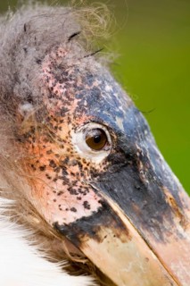 Adult marabou stork