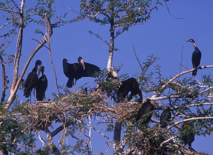 Open-bill Stork Nesting colony