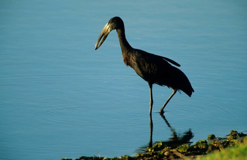 African Open-billed Stork