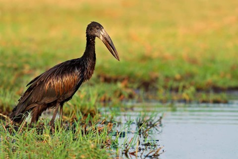 African Open-billed Stork