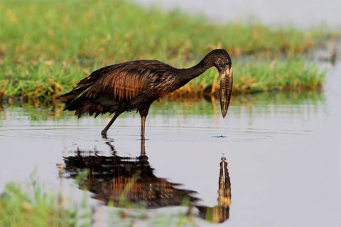 African Open-billed Stork