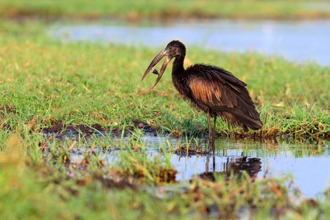 African Open-billed Stork