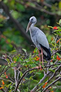 Asian Open-billed Stork